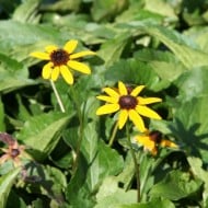 Rudbeckia fulgida 'City Garden'