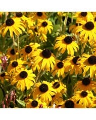 Rudbeckia fulgida 'American Gold Rush'