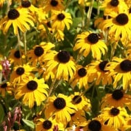 Rudbeckia fulgida 'American Gold Rush'