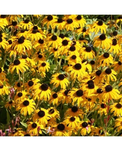 Rudbeckia fulgida 'American Gold Rush'