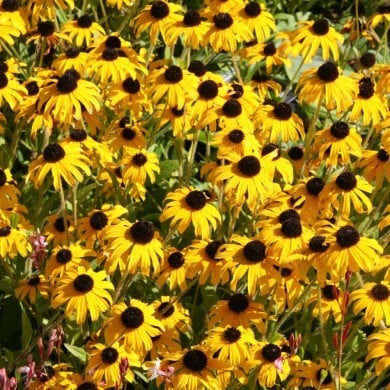 Rudbeckia fulgida 'American Gold Rush'