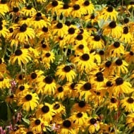 Rudbeckia fulgida 'American Gold Rush'
