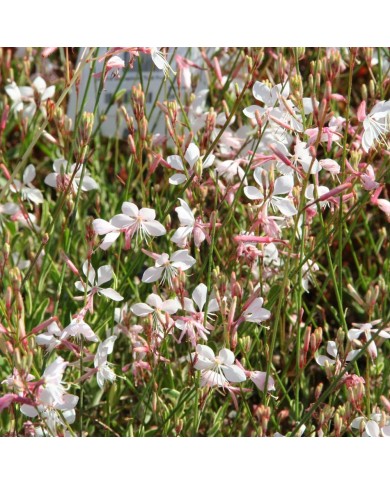 Gaura lindheimeri ‘Corrie’s Gold’