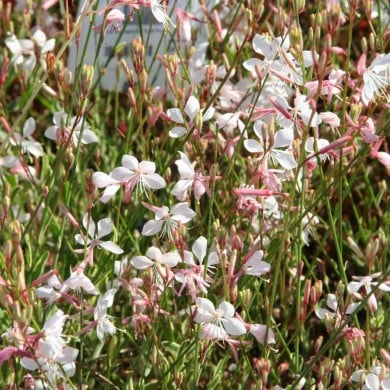 Gaura lindheimeri ‘Corrie’s Gold’