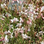 Gaura lindheimeri ‘Corrie’s Gold’
