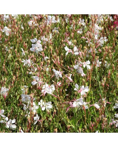 Gaura lindheimeri ‘Corrie’s Gold’