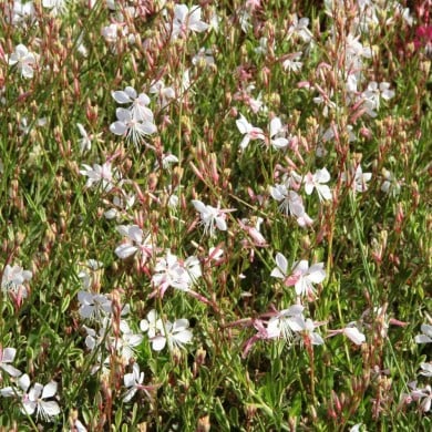 Gaura lindheimeri ‘Corrie’s Gold’