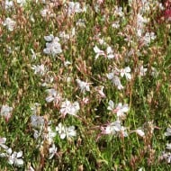 Gaura lindheimeri ‘Corrie’s Gold’