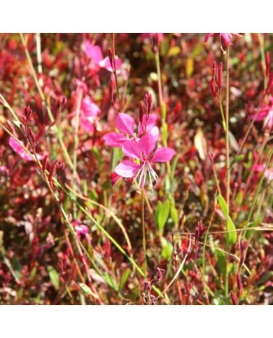 Gaura lindheimeri ‘Tutti Frutti’