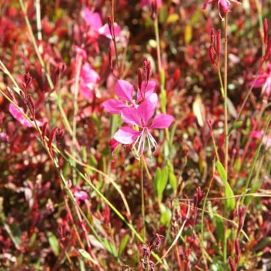 Gaura lindheimeri ‘Tutti Frutti’