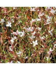 Gaura lindheimeri 'Snowstorm'