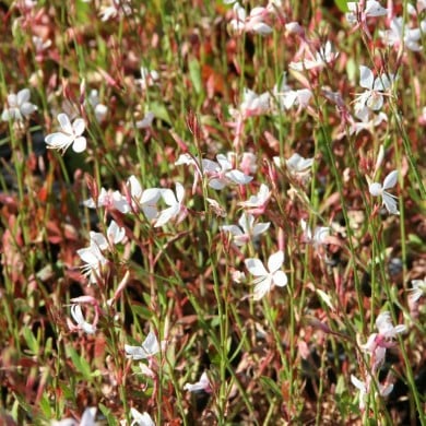 Gaura lindheimeri 'Snowstorm'