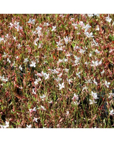 Gaura lindheimeri 'Snowstorm'