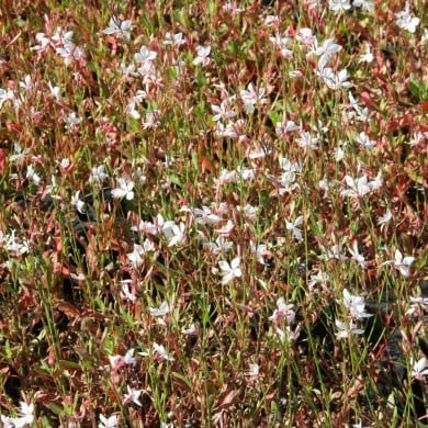 Gaura lindheimeri 'Snowstorm'