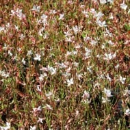 Gaura lindheimeri 'Snowstorm'