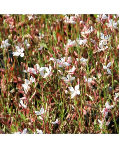 Gaura lindheimeri 'Snowstorm'