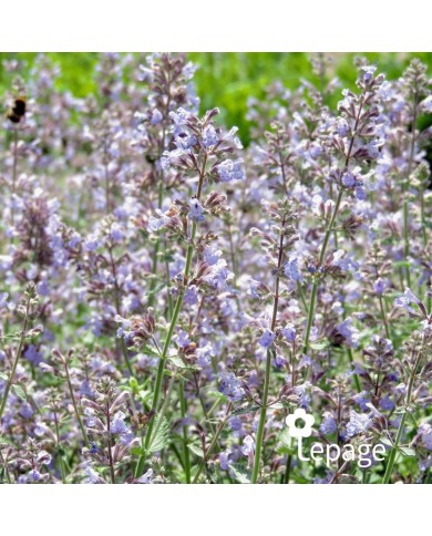 Nepeta 'Cat's Meow'