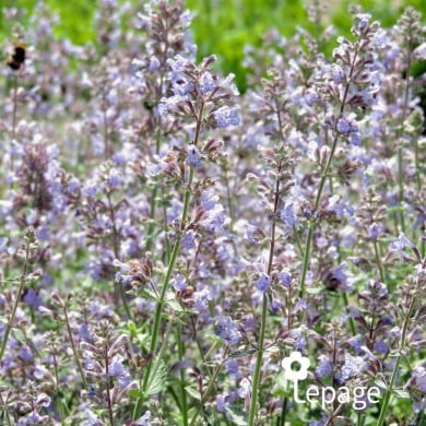 Nepeta 'Cat's Meow'