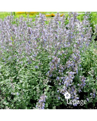 Nepeta 'Cat's Meow'