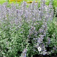 Nepeta 'Cat's Meow'