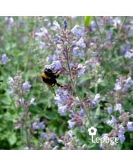 Nepeta 'Cat's Meow'