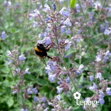 Nepeta 'Cat's Meow'