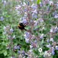 Nepeta 'Cat's Meow'