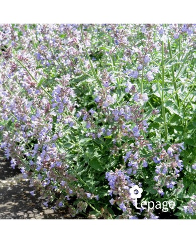 Nepeta 'Cat's Meow'