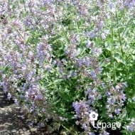 Nepeta 'Cat's Meow'