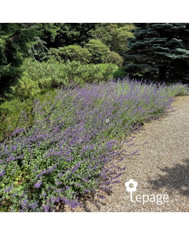 Nepeta 'Walker's Low'