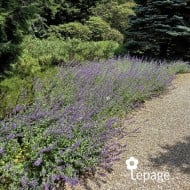 Nepeta 'Walker's Low'