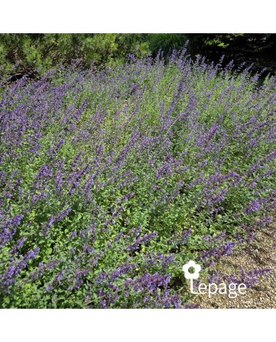 Nepeta 'Walker's Low'
