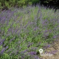 Nepeta 'Walker's Low'
