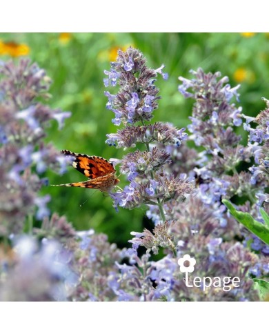 Nepeta 'Walker's Low'