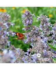 Nepeta 'Walker's Low'