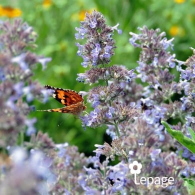 Nepeta 'Walker's Low'