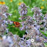 Nepeta 'Walker's Low'