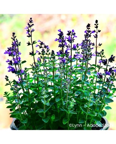 Nepeta 'Cat's Pajamas'