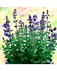 Nepeta 'Cat's Pajamas'