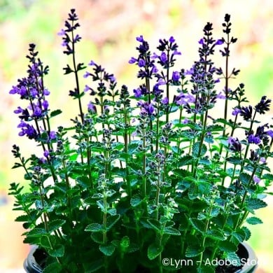 Nepeta 'Cat's Pajamas'