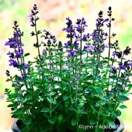 Nepeta 'Cat's Pajamas'