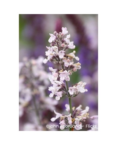 Nepeta racemosa 'Amelia'