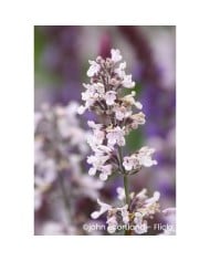 Nepeta racemosa 'Amelia'