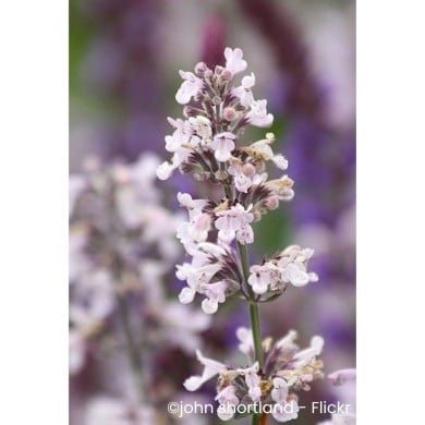 Nepeta racemosa 'Amelia'