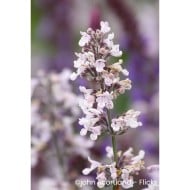 Nepeta racemosa 'Amelia'