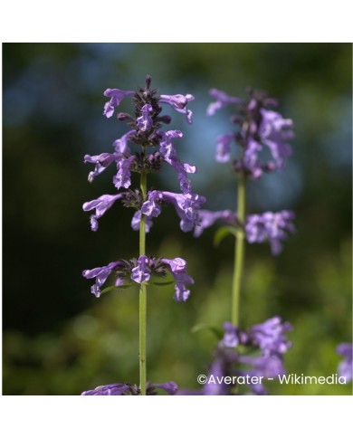 Nepeta sibirica