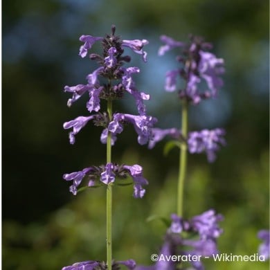 Nepeta sibirica