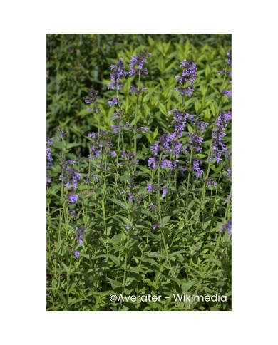 Nepeta sibirica