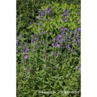 Nepeta sibirica