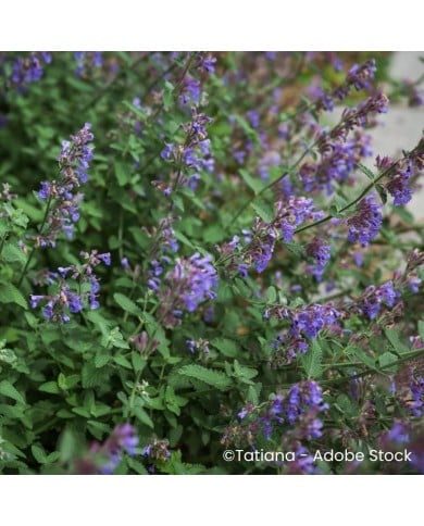Nepeta sibirica